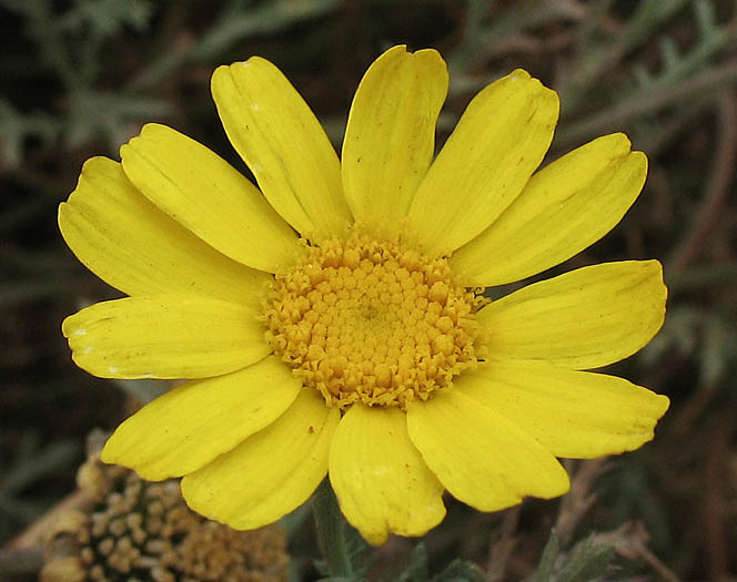 Detailed Picture 1 of Garland Chrysanthemum