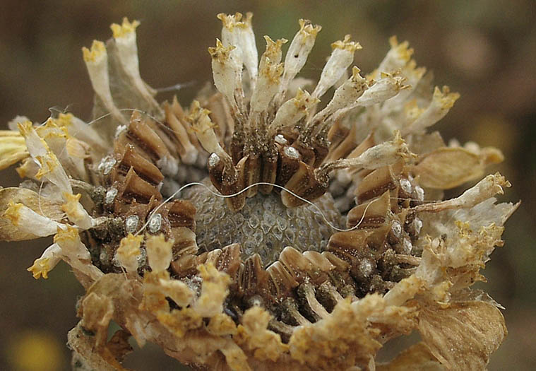 Detailed Picture 6 of Garland Chrysanthemum