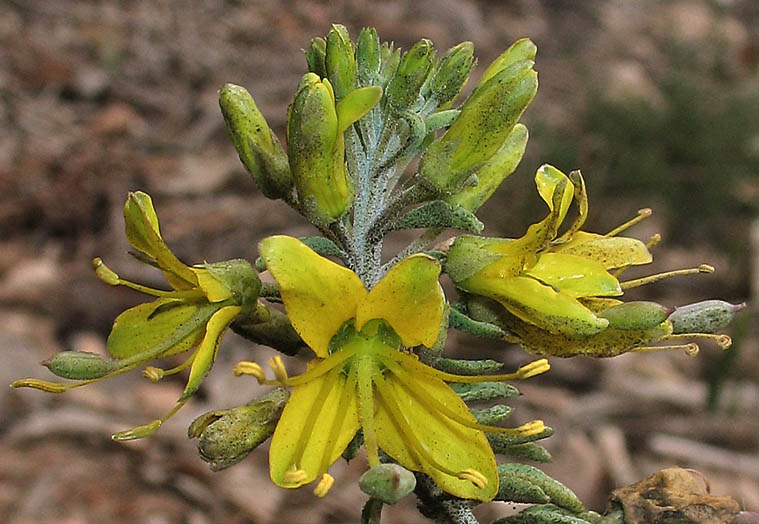 Detailed Picture 1 of Bladderpod