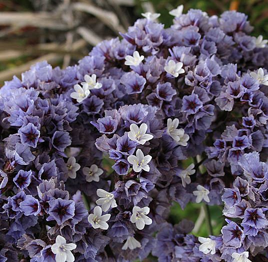 Detailed Picture 3 of Sea-Lavender