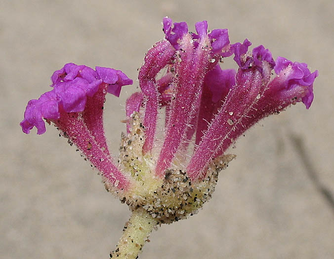 Detailed Picture 2 of Red Sand Verbena