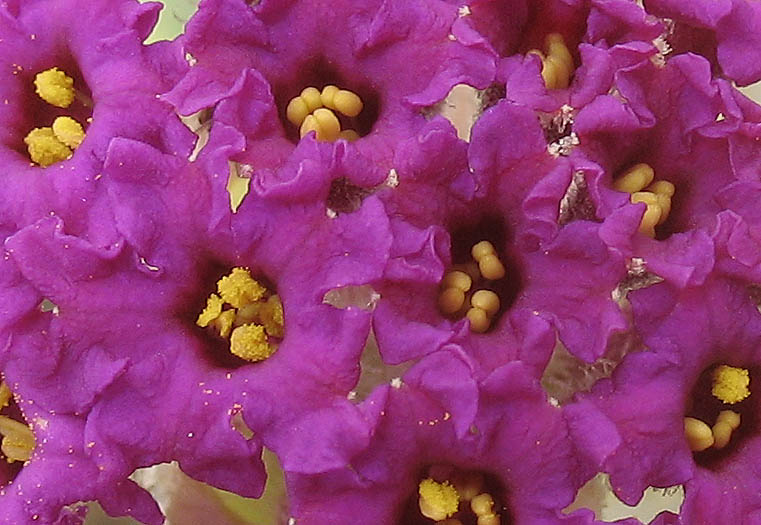 Detailed Picture 1 of Red Sand Verbena