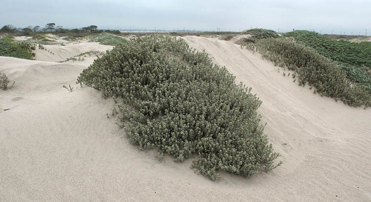 Detailed Picture 7 of Beach Saltbush