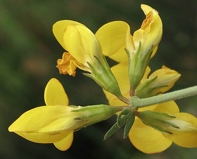Detailed Picture 2 of Birdfoot Trefoil