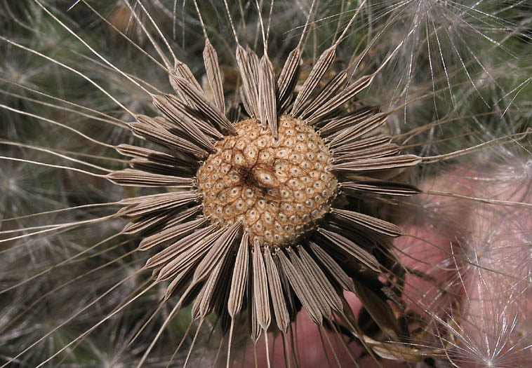 Detailed Picture 7 of Mountain Dandelion