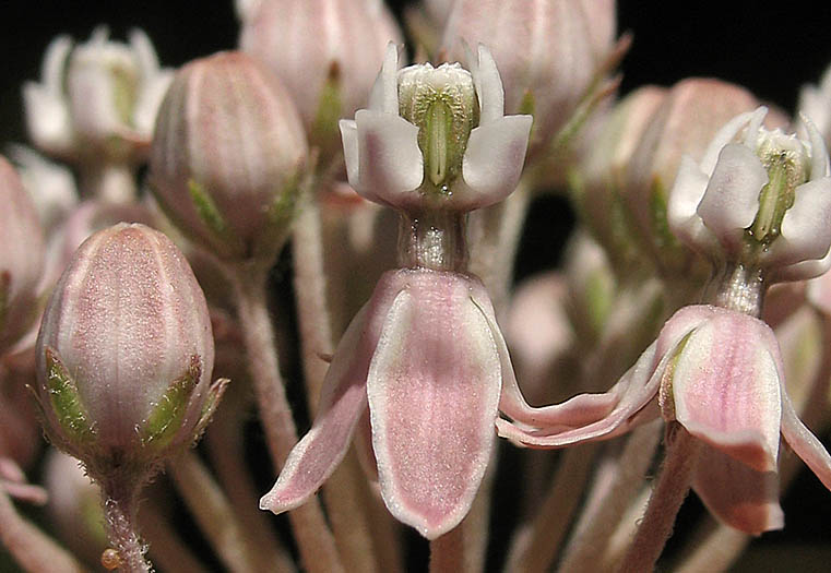 Detailed Picture 3 of Narrow-leaved Milkweed