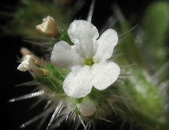 Detailed Picture 1 of Minute-flowered Popcorn Flower