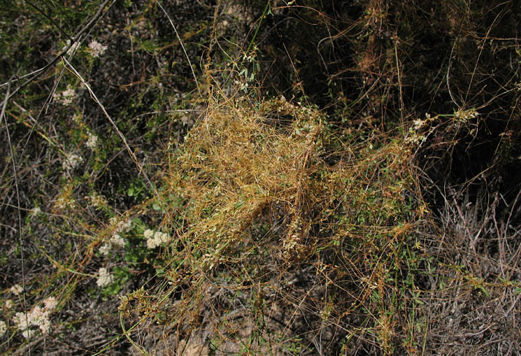 Detailed Picture 4 of California Dodder