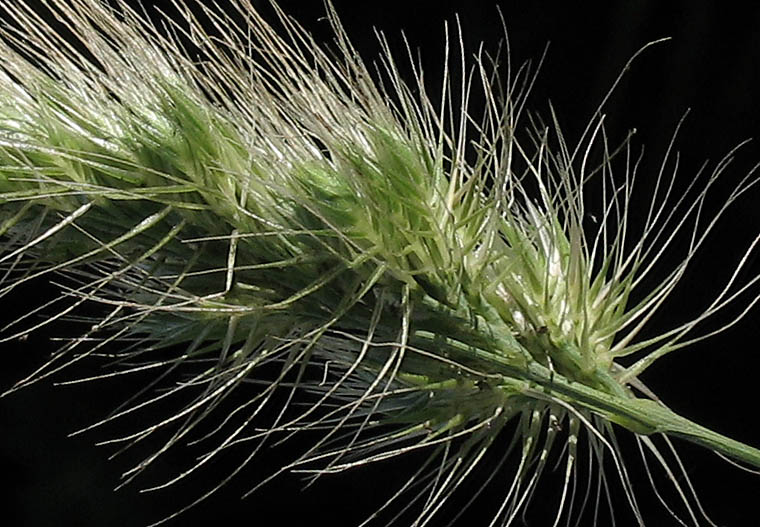 Detailed Picture 3 of Bristly Dogtail Grass
