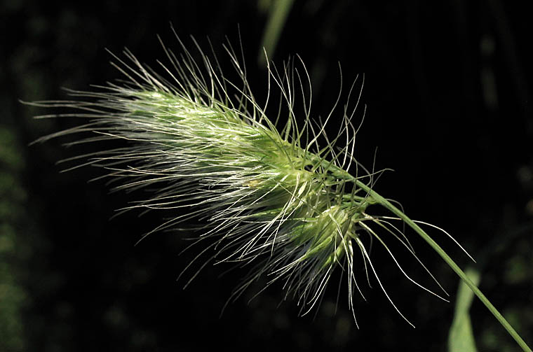 Detailed Picture 1 of Bristly Dogtail Grass