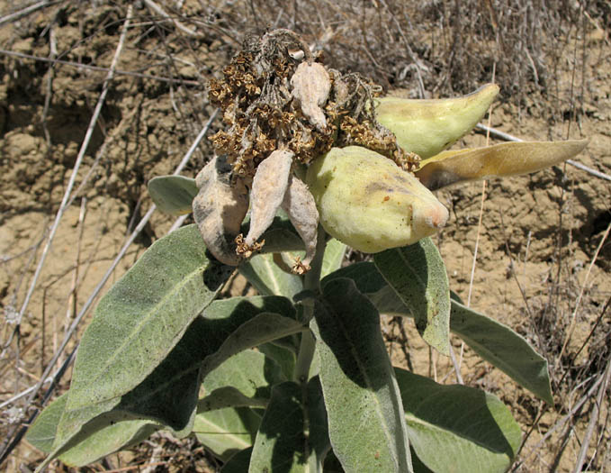 Detailed Picture 8 of Indian Milkweed