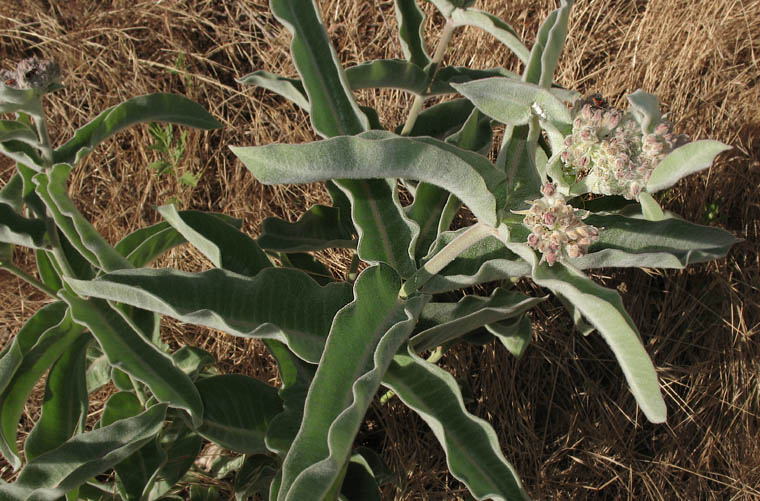 Detailed Picture 6 of Indian Milkweed