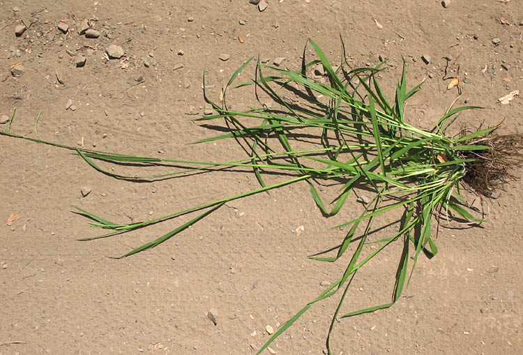 Detailed Picture 8 of Dallis Grass