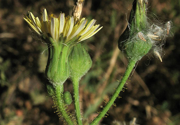 Detailed Picture 3 of Sow Thistle