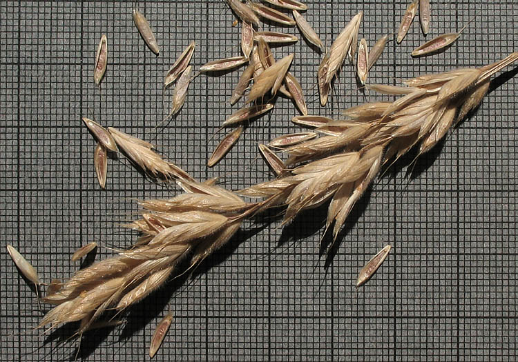 Detailed Picture 6 of Soft Brome