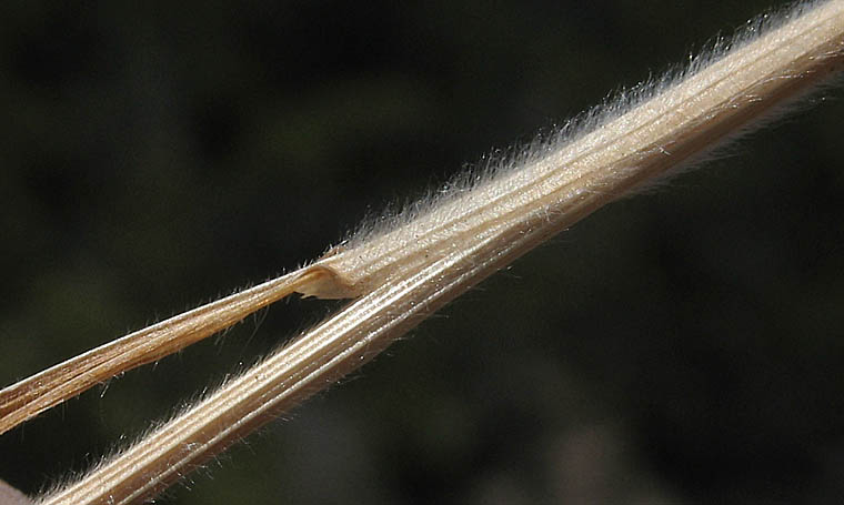 Detailed Picture 5 of Soft Brome