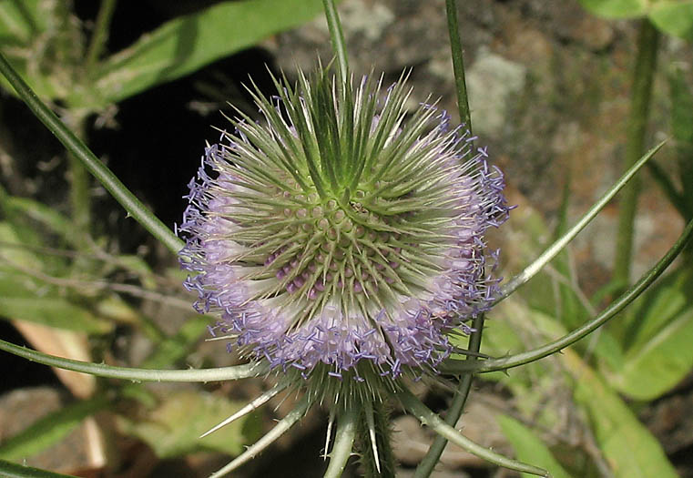 Detailed Picture 2 of Wild Teasel