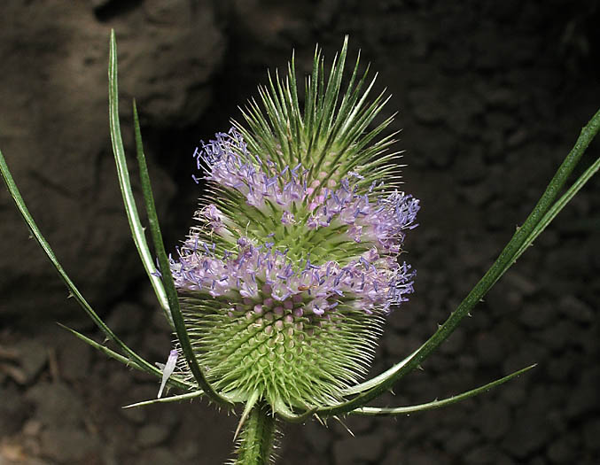 Detailed Picture 1 of Wild Teasel