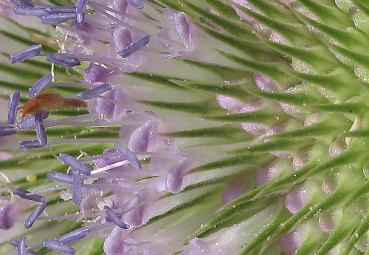 Detailed Picture 4 of Wild Teasel