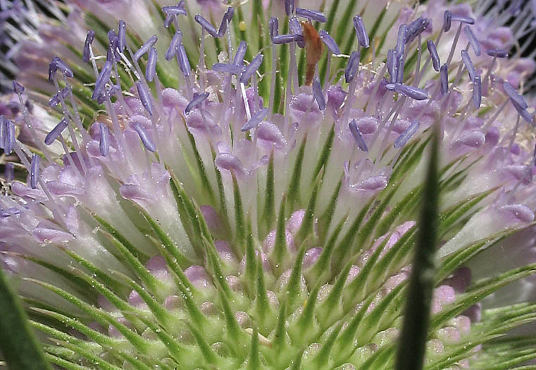 Detailed Picture 3 of Wild Teasel