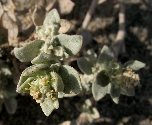Detailed Picture 2 of Beach Saltbush