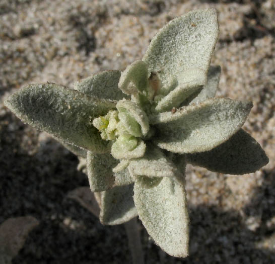 Detailed Picture 4 of Beach Saltbush