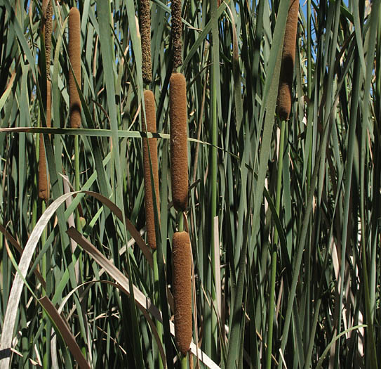 Detailed Picture 6 of Narrow-leaved Cattail