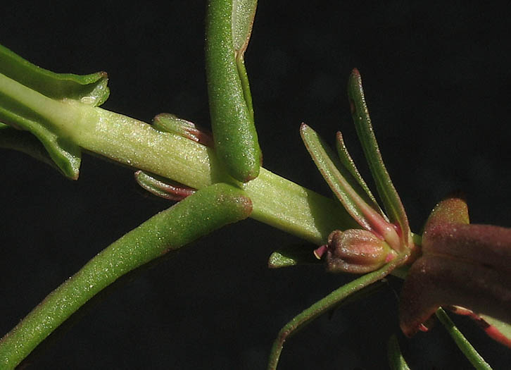 Detailed Picture 4 of Long-leaved Ammania