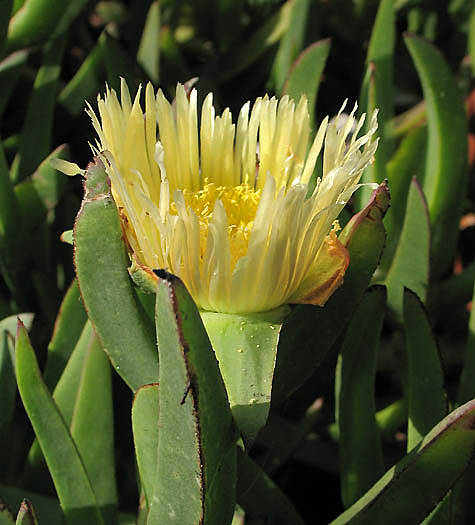 Detailed Picture 2 of Hottentot Fig