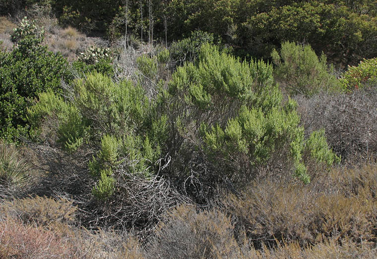 Detailed Picture 7 of Coyote Brush