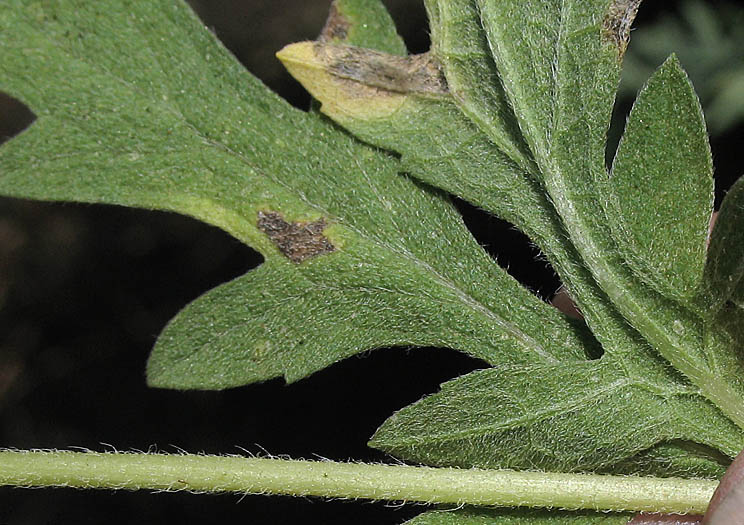 Detailed Picture 6 of Western Ragweed
