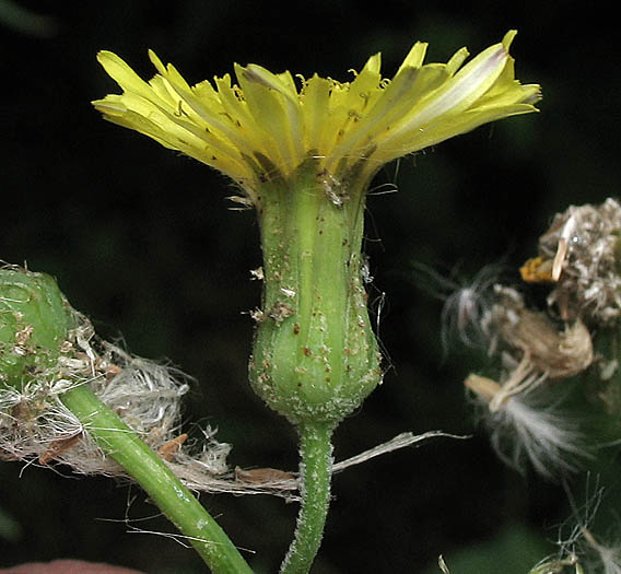 Detailed Picture 2 of Sow Thistle