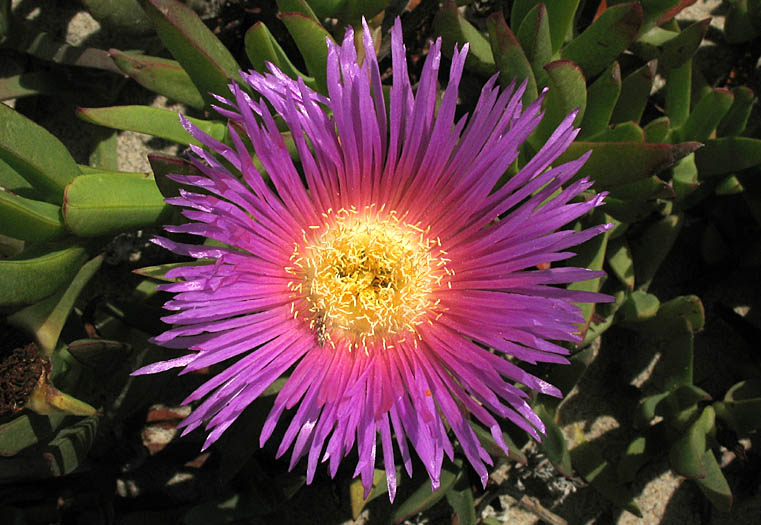 Detailed Picture 3 of Hottentot Fig