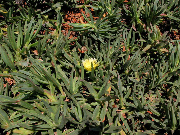 Detailed Picture 4 of Hottentot Fig