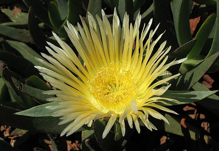 Detailed Picture 1 of Hottentot Fig
