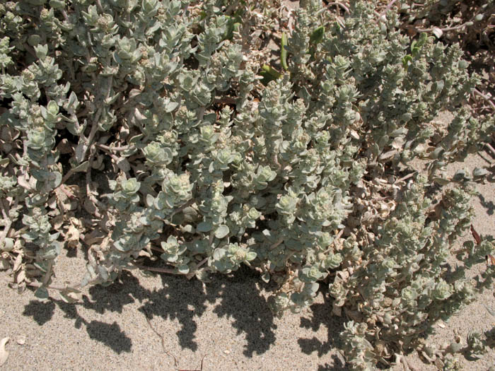 Detailed Picture 6 of Beach Saltbush