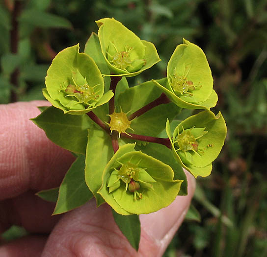 Detailed Picture 3 of Terracina Spurge