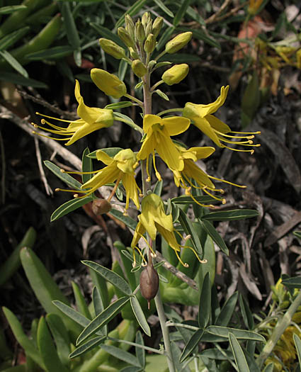 Detailed Picture 2 of Bladderpod