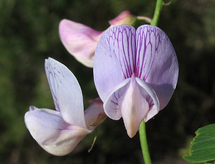 Detailed Picture 1 of Wild Sweet Pea