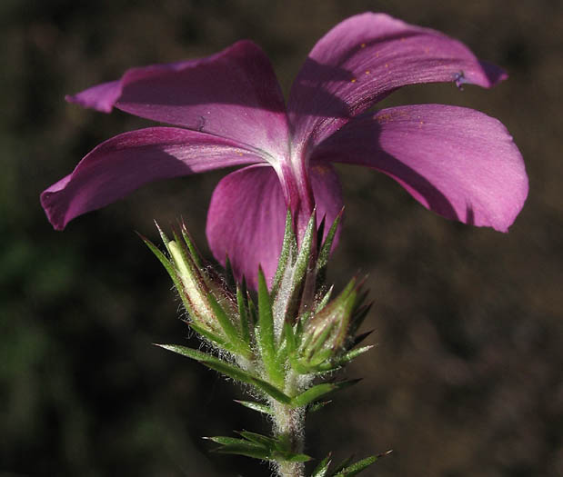 Detailed Picture 3 of Prickly Phlox