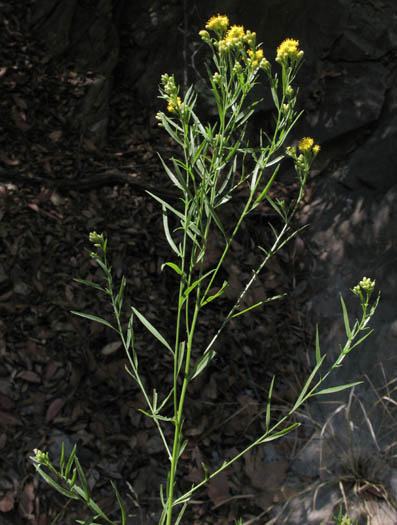 Detailed Picture 6 of Western Goldenrod