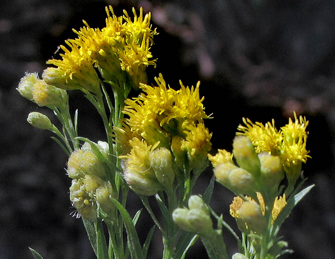 Detailed Picture 4 of Western Goldenrod