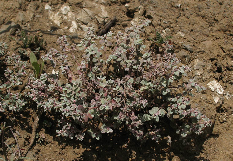 Detailed Picture 4 of Red-gland Spurge