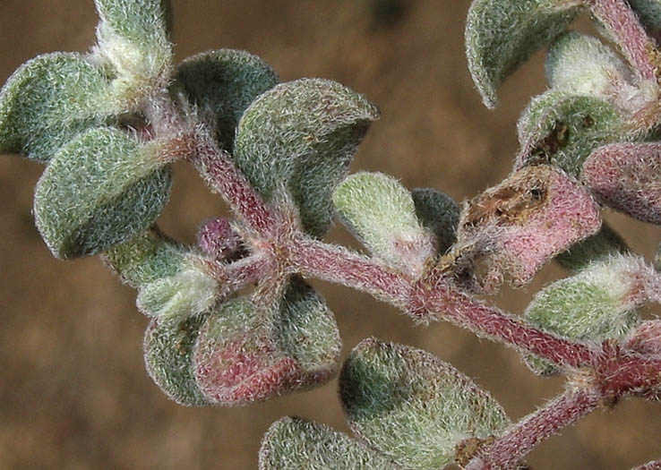 Detailed Picture 6 of Red-gland Spurge
