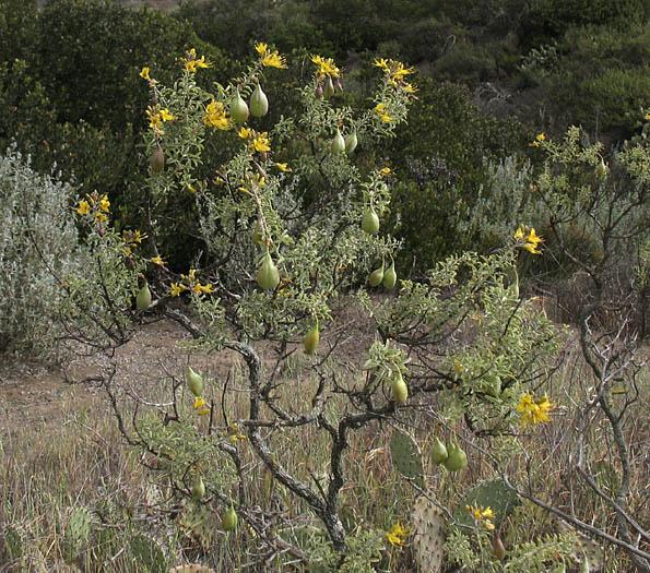 Detailed Picture 3 of Bladderpod