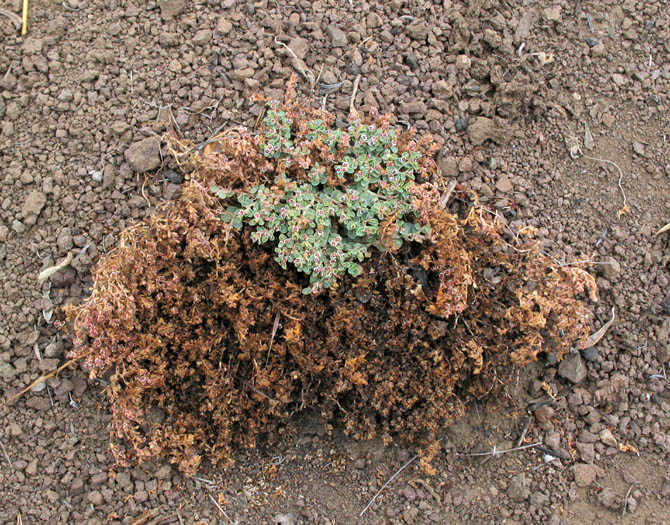 Detailed Picture 7 of Prostrate Spurge