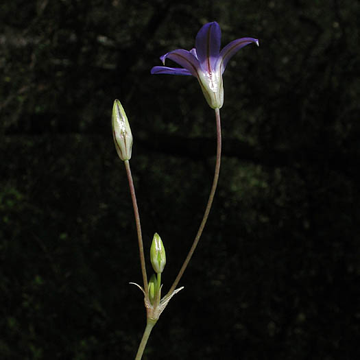 Detailed Picture 6 of Kern Brodiaea