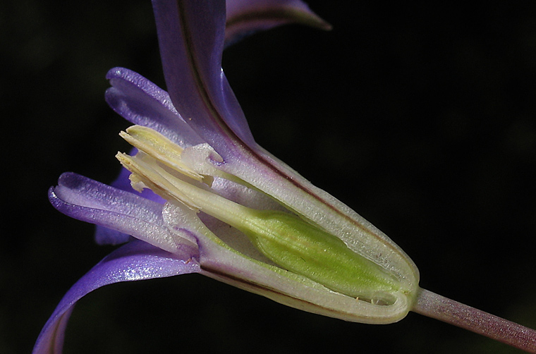 Detailed Picture 5 of Kern Brodiaea