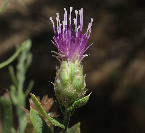 Detailed Picture 2 of Russian Knapweed