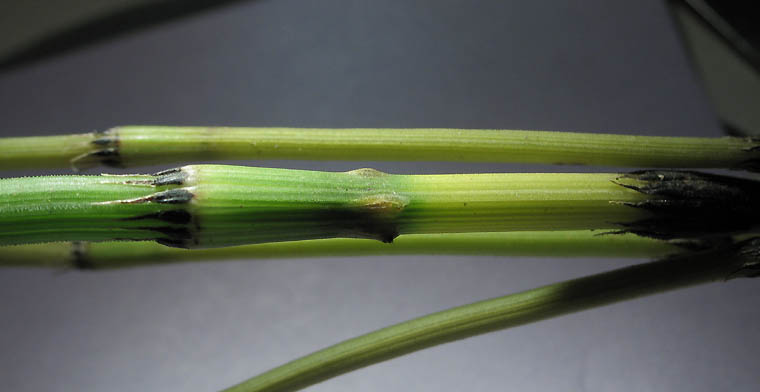 Detailed Picture 4 of Smooth Scouring-rush